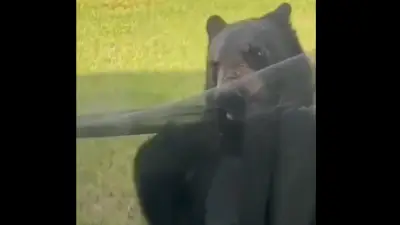 Bear caught on camera ripping window screen