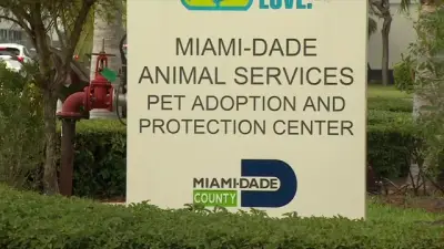 Miami-Dade Animal Services urges adoptions, fostering amid strep zoo outbreak and overcrowding