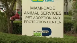 Miami-Dade Animal Services urges adoptions, fostering amid strep zoo outbreak and overcrowding